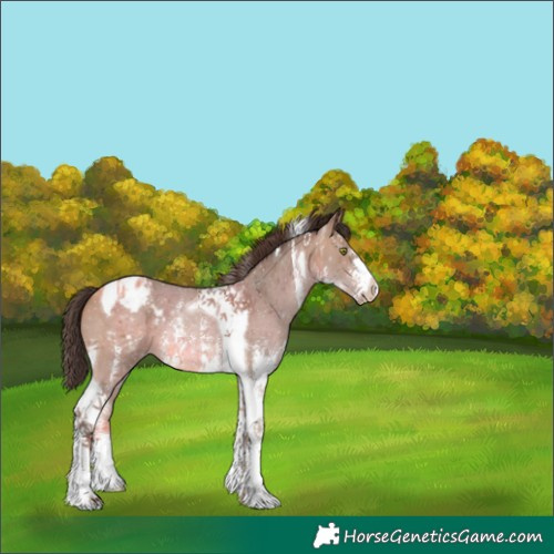 Horse Color:Amber Champagne Sabino Tobiano Appaloosa 