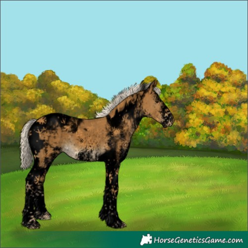 Horse Color:Void White Spotted Palomino Tobiano Blanket Rabicano 