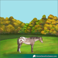 Horse Color:Sable Champagne Appaloosa