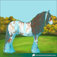Horse Color:Thunderstruck Gold Champagne Onyx Appaloosa 