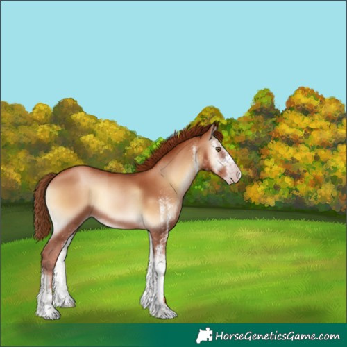 Horse Color:Gray White Spotted Gold Champagne Onyx 