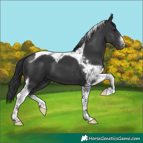 Horse Color:White Spotted Black Tobiano 