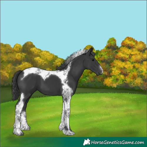 Horse Color:White Spotted Black Tobiano 