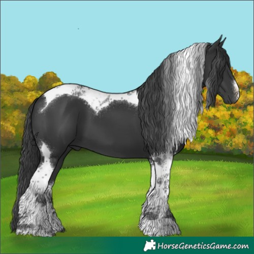Horse Color:White Spotted Black Tobiano 
