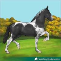 Horse Color:White Spotted Black Tobiano 