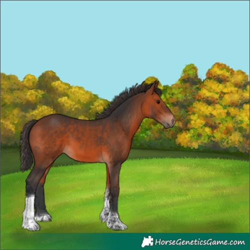 Horse Color:Bay Tobiano 