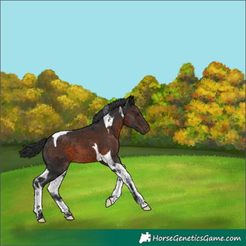 Horse Color:Brown Mushroom Tobiano 