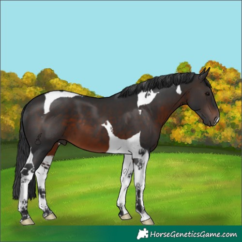 Horse Color:Brown Mushroom Tobiano 