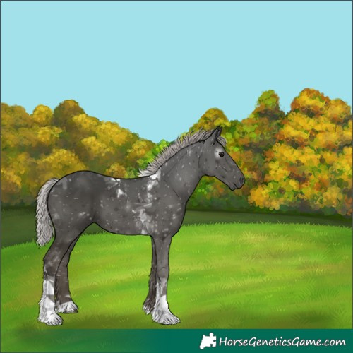 Horse Color:Gray Silver Black Tobiano 
