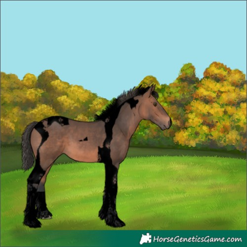 Horse Color:Void Bay Mushroom Tobiano 