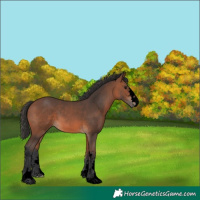 Horse Color:Void Bay 