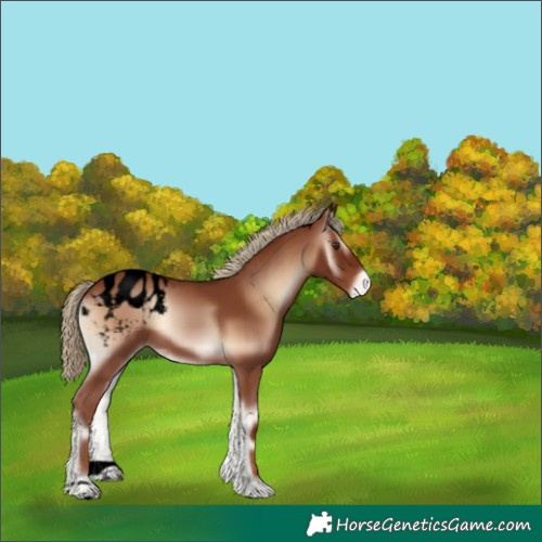 Horse Color:Void Red Onyx Appaloosa 
