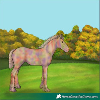 Horse Color:Void Nacre Chestnut Appaloosa