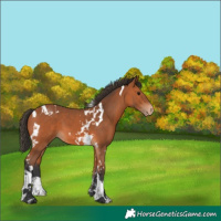 Horse Color:Bay Tobiano Varnish 