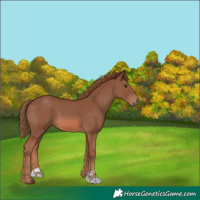 Horse Color:Chestnut 