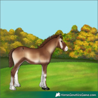 Horse Color:Void Red Onyx Appaloosa 