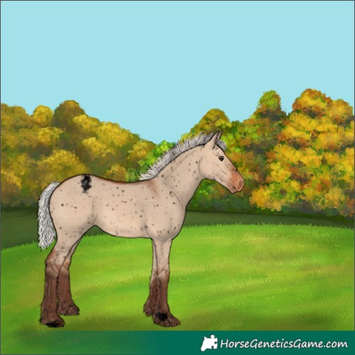 Horse Color:Void Silver Bay Dun Appaloosa 