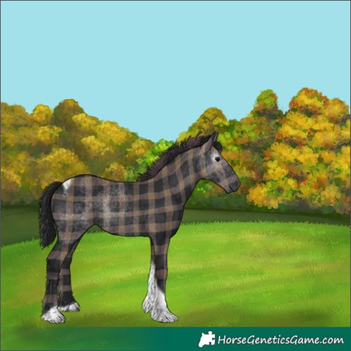 Horse Color:Gray Plaid  Black Tobiano 