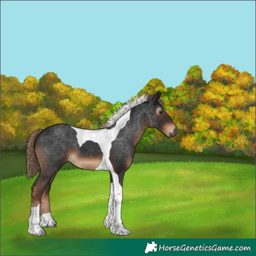 Horse Color:Gray Liver Chestnut Tobiano 