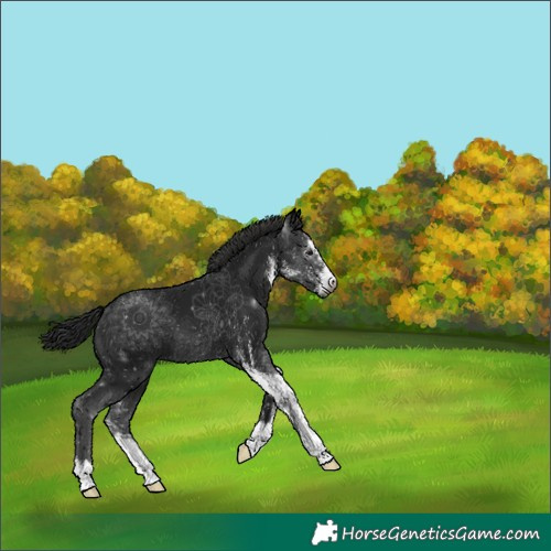 Horse Color:Gray Black Sabino 