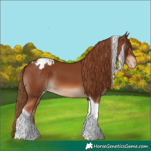 Horse Color:Chestnut Tobiano Appaloosa 