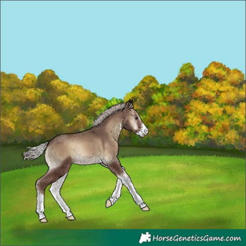 Horse Color:Silver Blue Onyx Sabino 