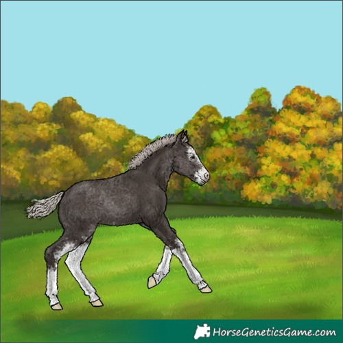Horse Color:Gray Silver Black Sabino 