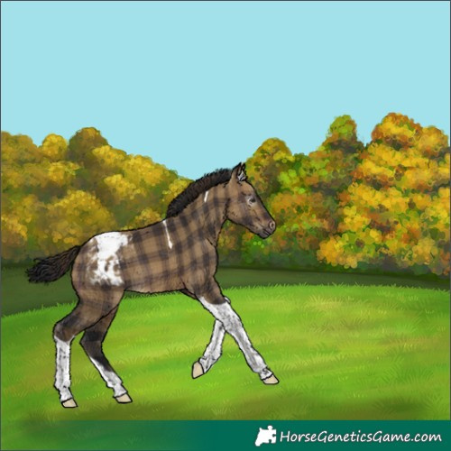 Horse Color:Gray Plaid  Brown Dun Tobiano Varnish 