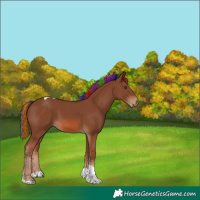 Horse Color:Painted Chestnut Tobiano 