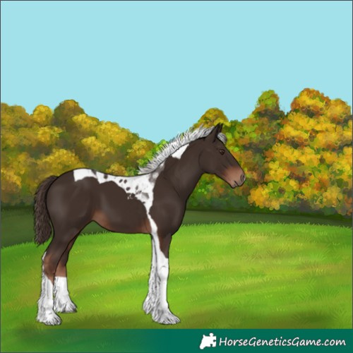 Horse Color:Liver Chestnut Tobiano 