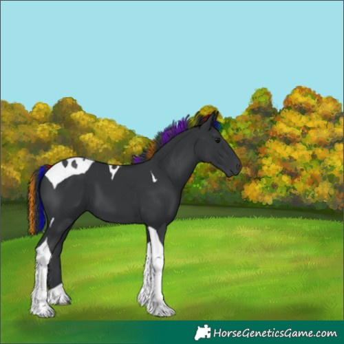 Horse Color:Painted Black Tobiano 