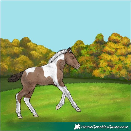 Horse Color:Classic Champagne Tobiano