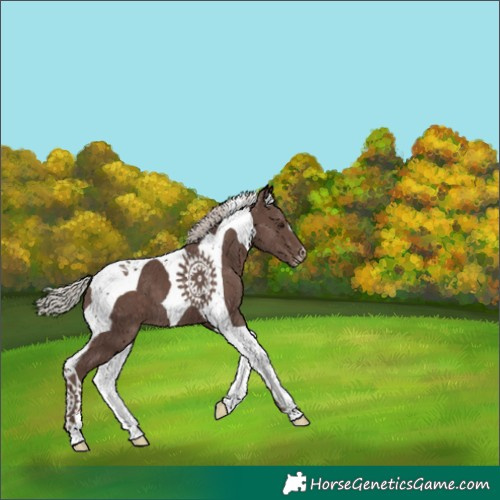 Horse Color:Silver Black Tobiano Appaloosa 