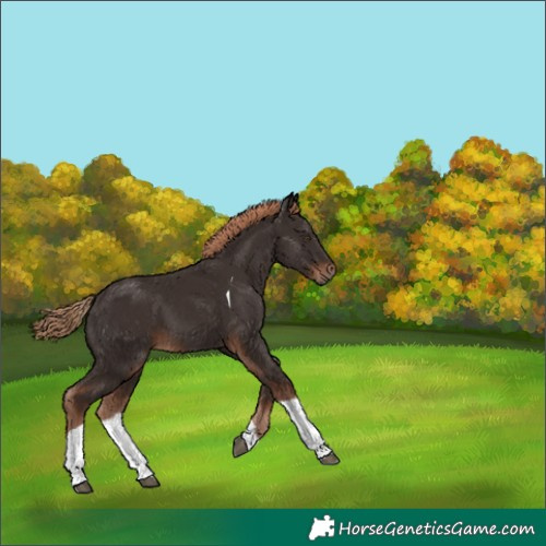 Horse Color:Liver Chestnut Tobiano 