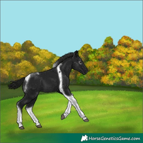 Horse Color:Gray Black Tobiano 