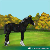 Horse Color:Midnight Black Sabino Tobiano
