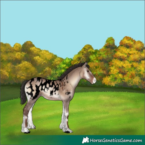 Horse Color:Void Liver Red Dun Onyx Appaloosa 