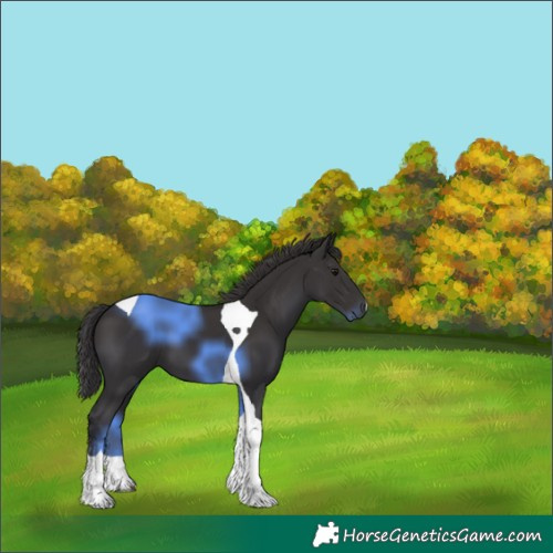 Horse Color:Smoky Black Tobiano 