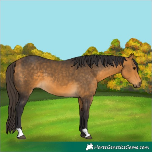 Horse Color:Buckskin 