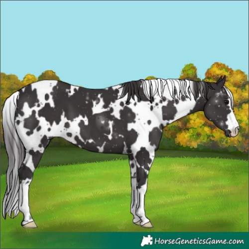 Horse Color:White Spotted Smoky Black