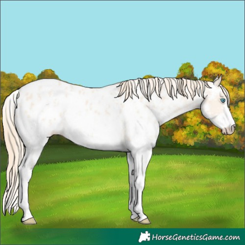 Horse Color:Perlino Sabino Appaloosa