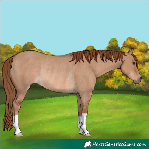 Horse Color:Red Dun Rabicano 