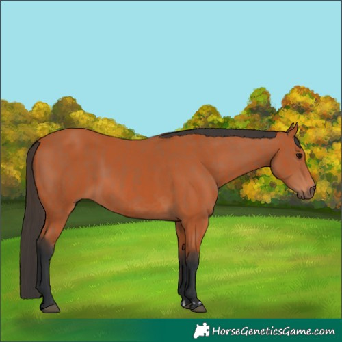 Horse Color:Bay and Bay