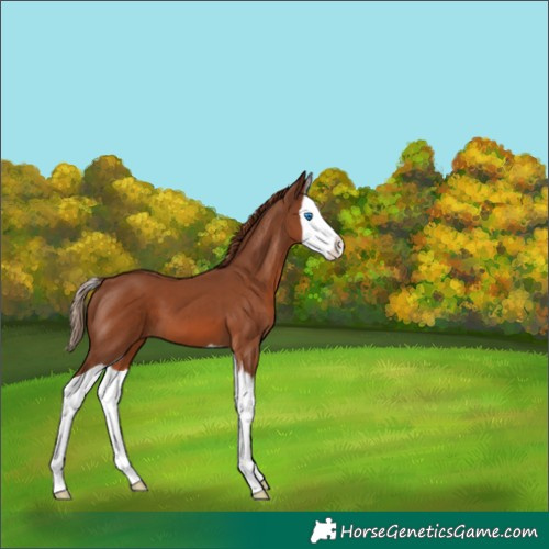 Horse Color:Chestnut Splash 