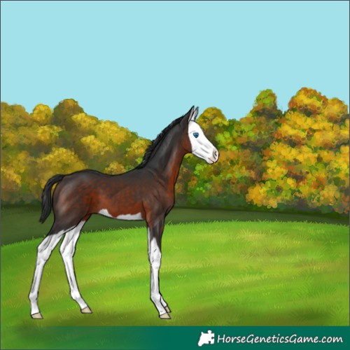 Horse Color:Brown Splash 