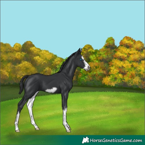 Horse Color:Black Splash Frame 