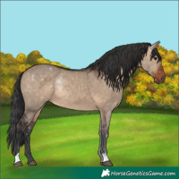 Horse Color:Brown Dun Rabicano 