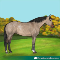 Horse Color:Brown Dun Rabicano 