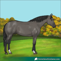 Horse Color:Grullo 