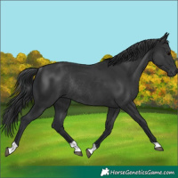 Horse Color:Black Rabicano
